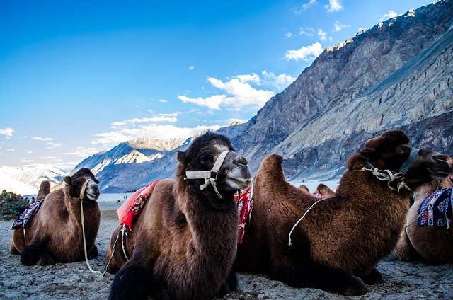 Nubra Valley